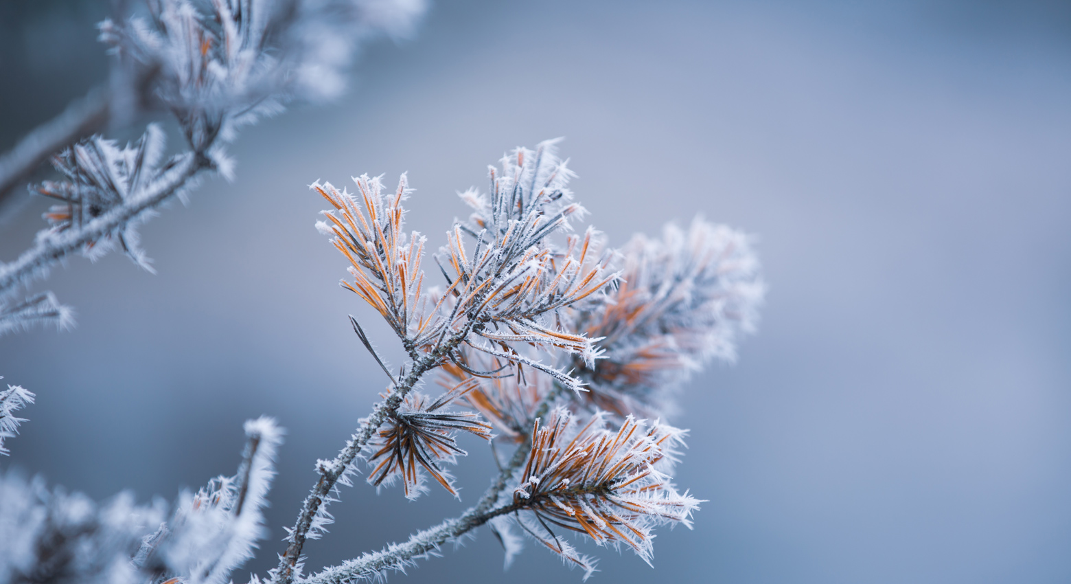 Frost and ice on pine needles. This image was taken in November 2018 (Norway).