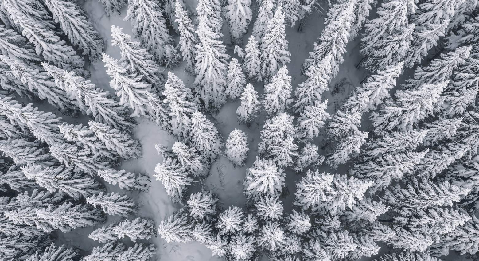 Aerial view of pine trees covered with snow