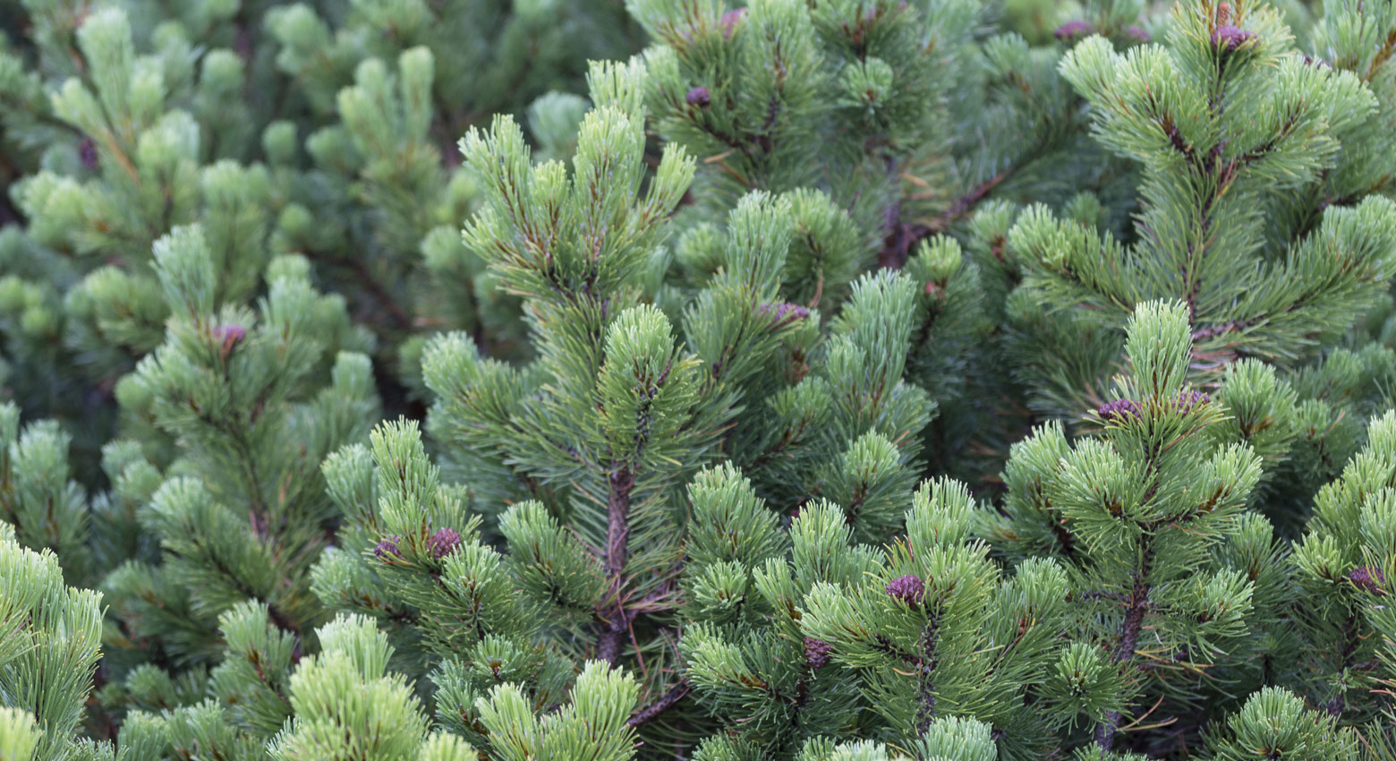 Pine tree branches