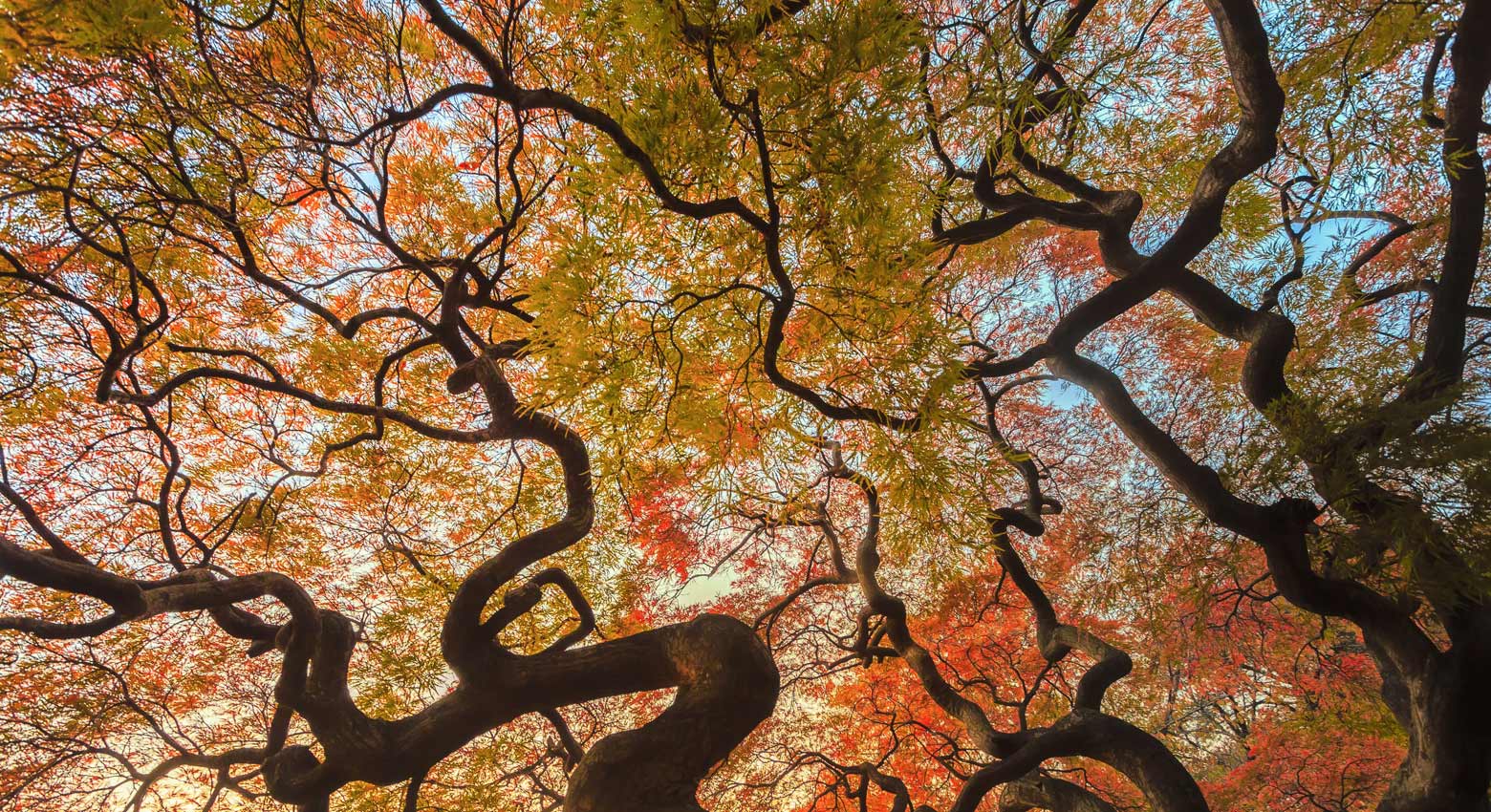 Fall leaves and branches 